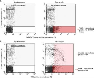 Is oxidative stress evaluated in viable human spermatozoa a marker of good semen quality?